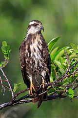 Snail Kite